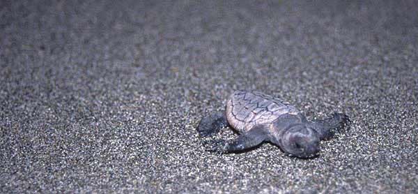 �A�J�E�~�K���摜